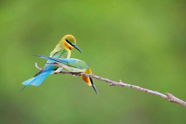 “中國最美小鳥”到底有多美？