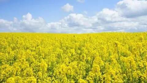 分享圖片&mdash;&mdash;美麗的油菜花集錦