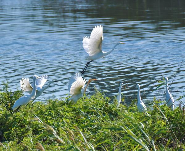 龍口濱海度假區：黃水河畔白鷺飛翔 簡直美爆了