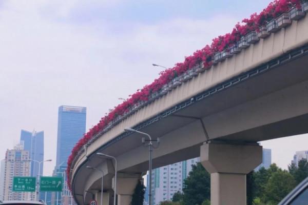 進博會開幕在即!綻放在道路、主題景點、花壇花境的限定美景來了→ 進博會開幕在即!綻放在道路、主題景點、花壇花境的限定美景來了→
