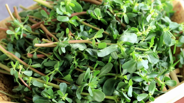 農村裡田間地頭上最常見又能吃的五種野菜，你認識幾個？