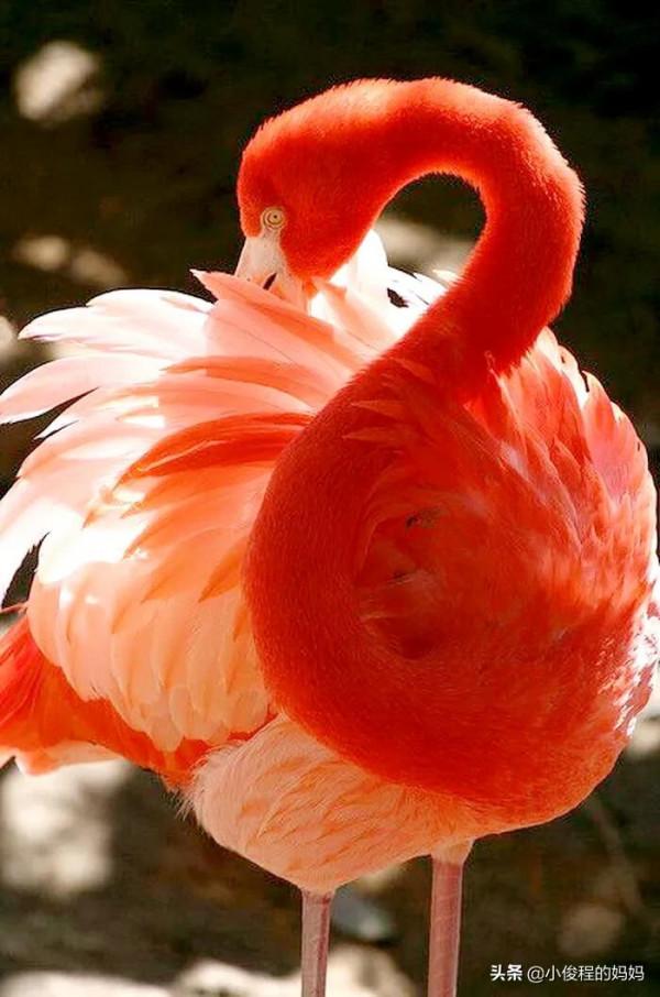 分享——火烈鳥