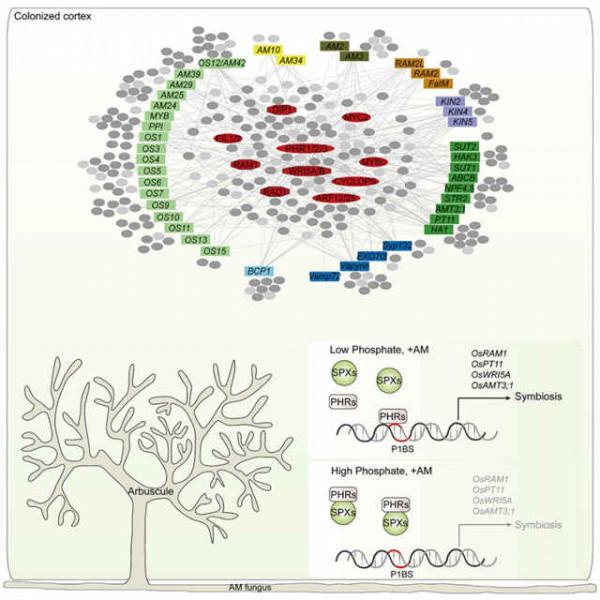 深耕“專”研,中國科學家在水稻領域又有新突破 深耕“專”研,中國科學家在水稻領域又有新突破