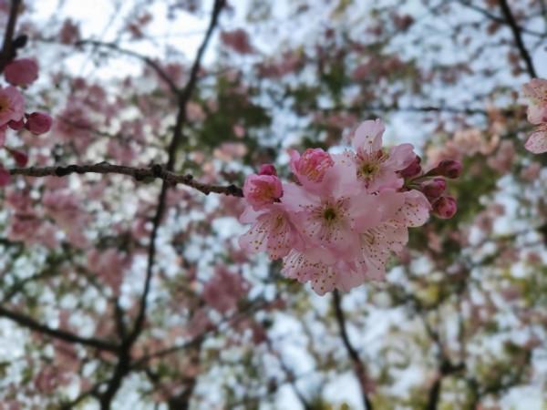 黿頭渚櫻花先睹為快