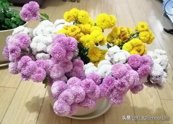 插扦的菊花都活了，但苗苗太多也是煩惱