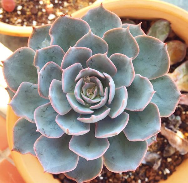 上色特快的6種多肉，秋天適當曬曬，就能“鶴立雞群”