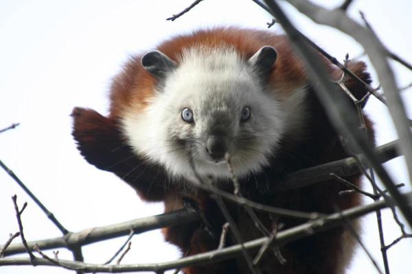 這種小動物,你見過嗎? 這種小動物,你見過嗎?