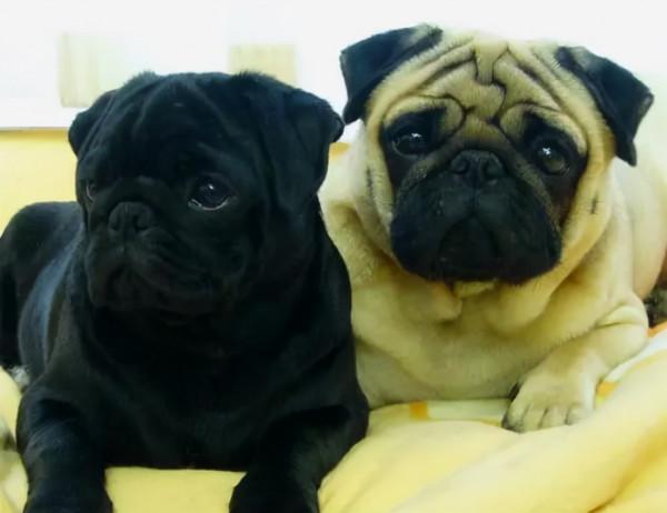 巴哥犬飲食篇：別讓你的無知，害了它