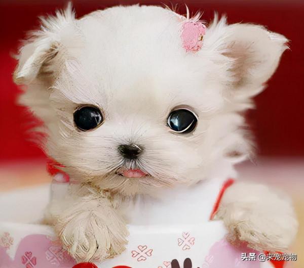 養這5種狗太費錢了，天生就有“缺陷”，尤其是二哈