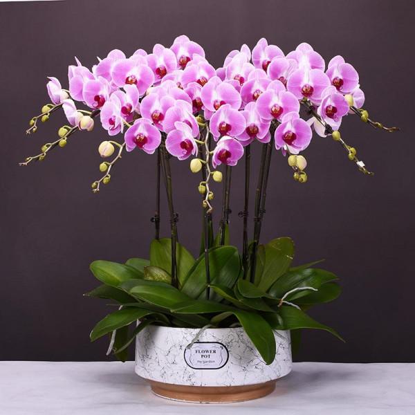 10種&OpenCurlyDoubleQuote;嬌氣花&rdquo;，葉片噴水噴不得，噴水就爛，幹養反而綠油油