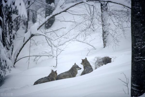 狼群圍困木幫窩棚半月，看守窩棚的兩個山東人靠武術殺狼度日