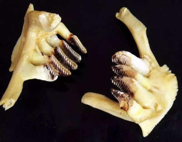 咽喉齒演化說明：草魚可能起源於3千萬年前中國西部的肉食性魚類