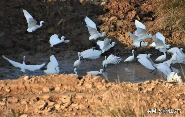 第二屆鄱陽湖國際觀鳥周丨鳥兒歡