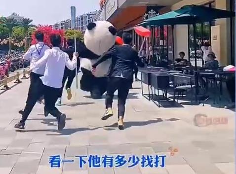 在江蘇蜜雪冰城有一隻國寶,他在網路上,太火了 在江蘇蜜雪冰城有一隻國寶,他在網路上,太火了