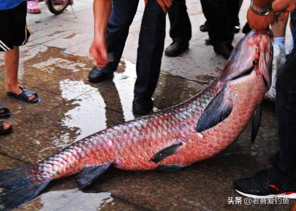 ​民間高手、釣魚大師，都在用的“絕密”魚餌新增劑配方