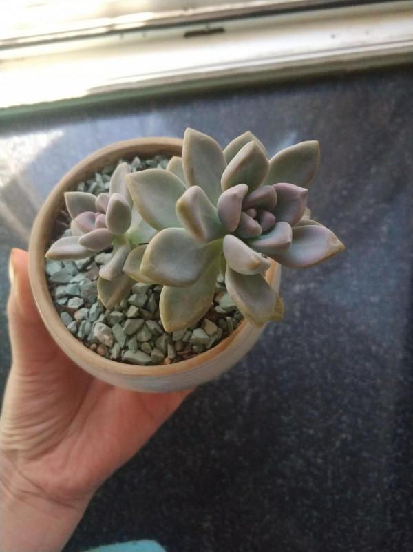 早穿棉襖、午穿紗！溫差越來越大，多肉也要越來越美哦