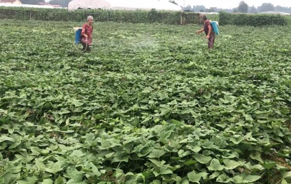 紅薯膨大期如何管理？追肥方法有講究，做對了，高產還省力