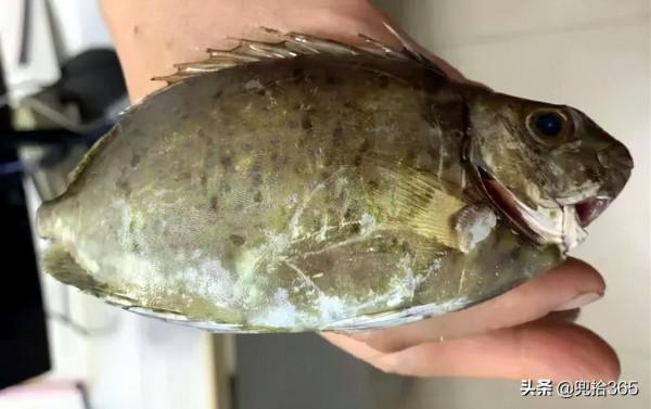 廣西一男子海釣大豐收,回家後妻子就宰魚,一條沒弄完卻往醫院跑 廣西一男子海釣大豐收,回家後妻子就宰魚,一條沒弄完卻往醫院跑