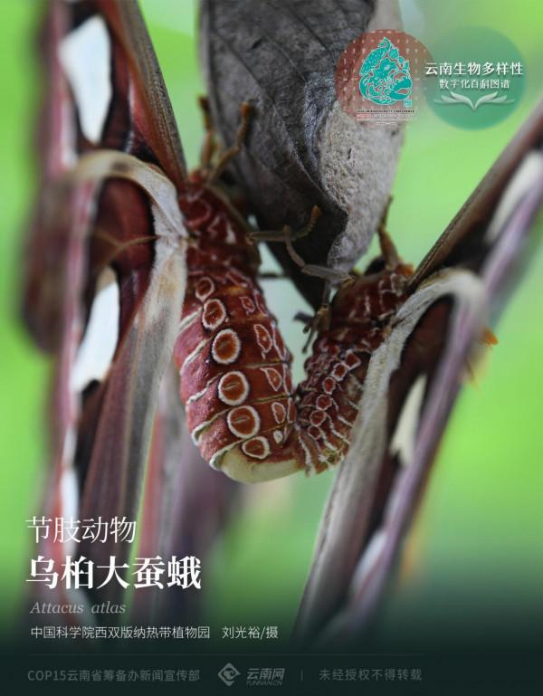 「雲南生物多樣性數字化百科圖譜」節肢動物·烏桕大蠶蛾：“隱忍與兇悍”——雨林皇蛾的生存智慧