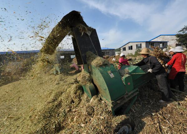 種桑即種糧，蛋白桑可媲美“牧草之王”，緩解“人畜爭糧”