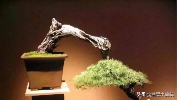 盆景橫樁，臥式低頭之美