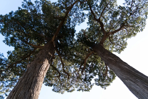 北京海淀：鳳凰嶺下龍泉寺