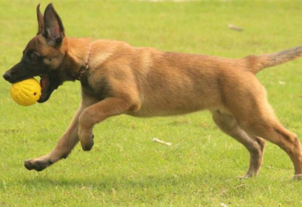 又帥又有型的6種“護衛犬”，忍不住多看一眼