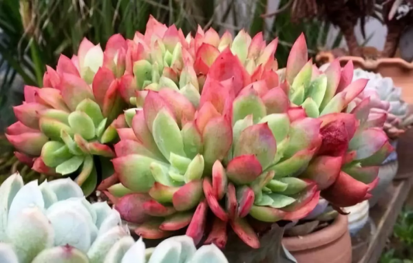 4年時間，靠一腔熱誠打造多肉花園