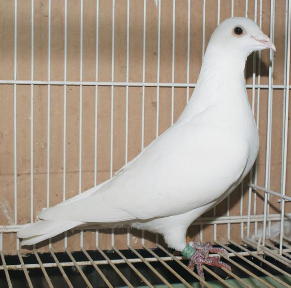 想要引進歸巢鴿，一般選擇這幾種