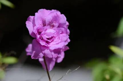 分享——杜鵑花