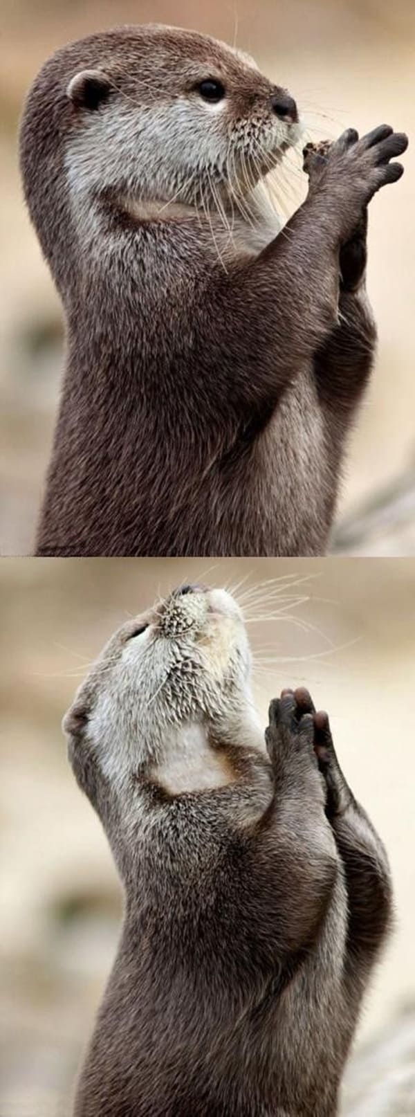 動物如此有趣和酷的一面，你見過沒？