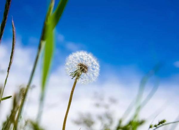 從軍去河南 從軍去河南