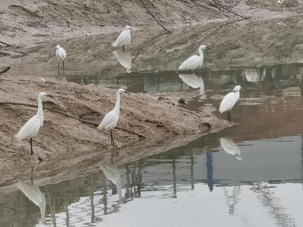 兩隻年輕白鷺互相追逐嘻鬧/避風塢裡瞬間捲起春潮