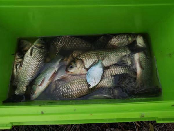 釣魚把隔壁打閉口？其實並不難，難的是你要爆護