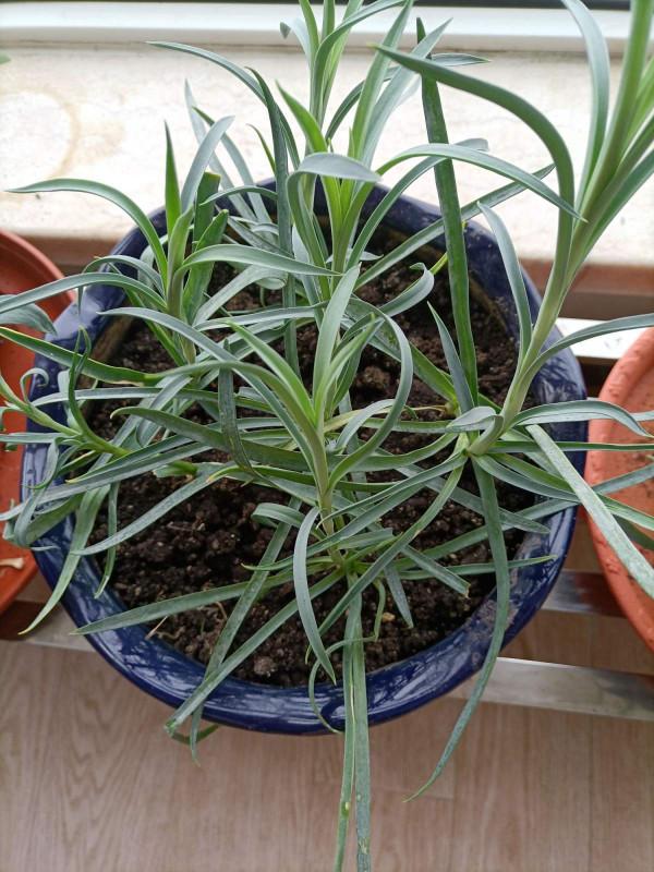 家中養花養不活?不是你不會養!試試這3種花 家中養花養不活?不是你不會養!試試這3種花