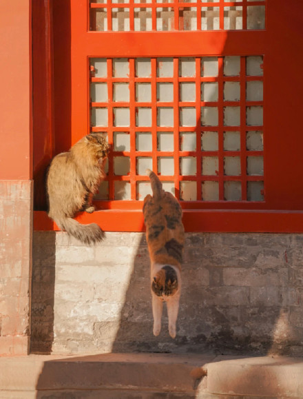 故宮裡的四隻御前侍衛貓 萌萌噠 故宮裡的四隻御前侍衛貓 萌萌噠