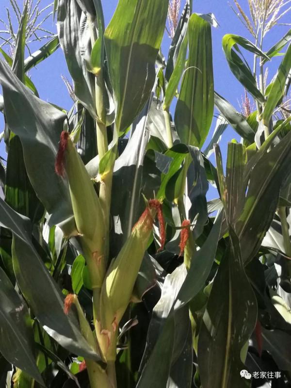 永不消失的大坡 永不消失的大坡