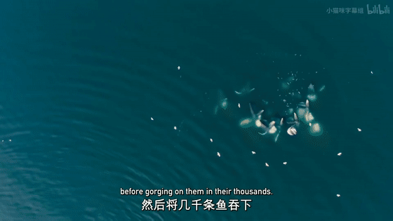 16部超讚自然紀錄片，讓孩子足不出戶看到地球的“真實面目”！