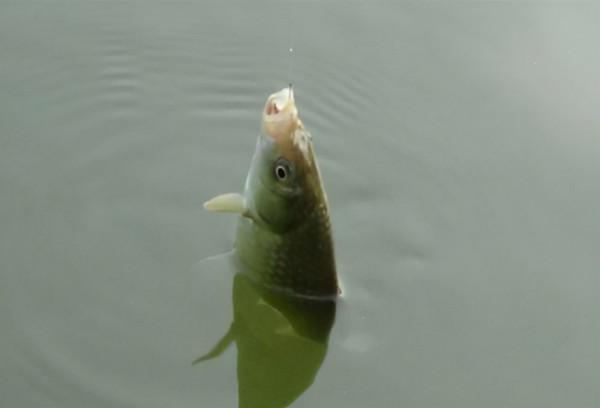 冬季釣魚,魚情差魚口弱要怎樣應對?幾招就能解決 冬季釣魚,魚情差魚口弱要怎樣應對?幾招就能解決