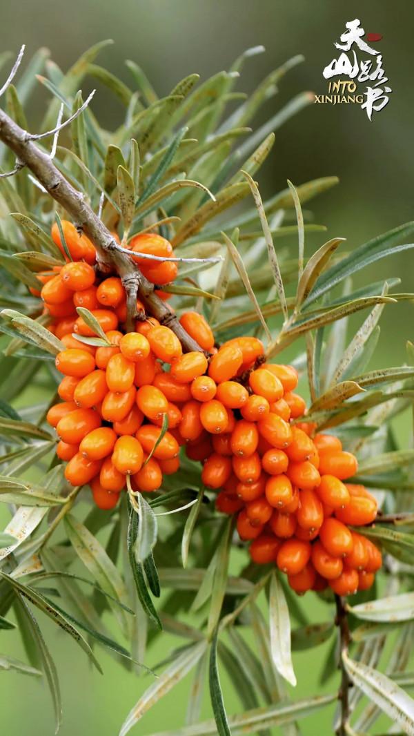 胡楊金、豐收紅、秋實橙……秋日新疆的這些色號,你pick了嗎? 胡楊金、豐收紅、秋實橙……秋日新疆的這些色號,你pick了嗎?