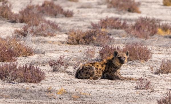 鬣狗愛乾淨?事實上關於鬣狗的這些傳聞都不真實,它們也不是犬科 鬣狗愛乾淨?事實上關於鬣狗的這些傳聞都不真實,它們也不是犬科