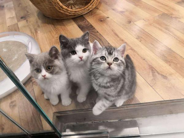 為什麼“英短”比“美短”受歡迎？原來是這幾點原因