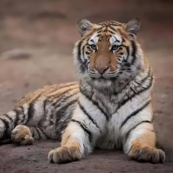 活動預告 &vert; 2022年神州荒漠野生動物園&OpenCurlyDoubleQuote;迎虎年、展虎威&rdquo;