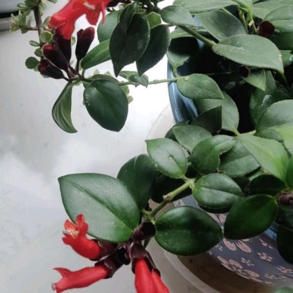 家裡沒有“陽光房”,就養4種,有點光就開花,秋冬也不例外 家裡沒有“陽光房”,就養4種,有點光就開花,秋冬也不例外