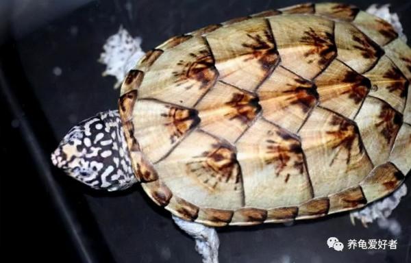 氣溫明顯下降,是不是該給龜做停食處理了呢? 氣溫明顯下降,是不是該給龜做停食處理了呢?