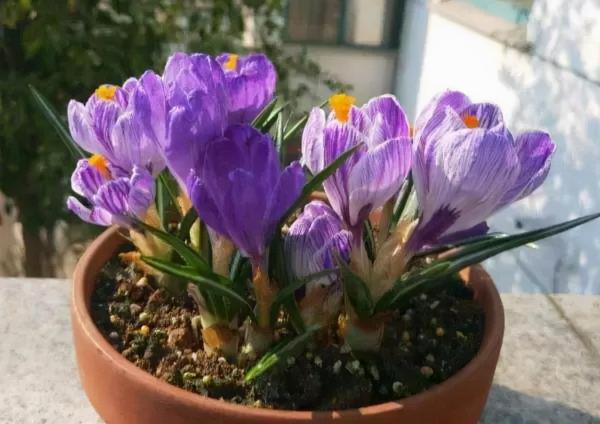 5種“女人花”,吃好又好聞,摘葉子花朵泡茶煲湯,養出嬌嫩容顏 5種“女人花”,吃好又好聞,摘葉子花朵泡茶煲湯,養出嬌嫩容顏