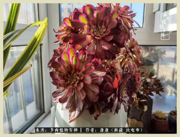 遠處都是風景，近處全是人生，眼前卻是多肉