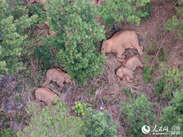 雲南北移象群迂迴向南移動  獨象離群44公里