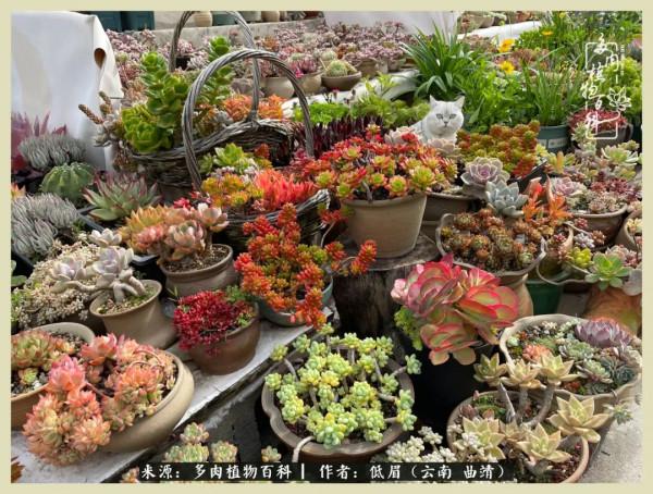 正是花好月圓時，再訪楊姐的屋頂花園