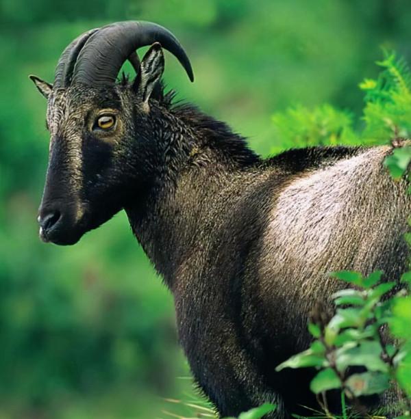 特有動物之印度(一) 特有動物之印度(一)